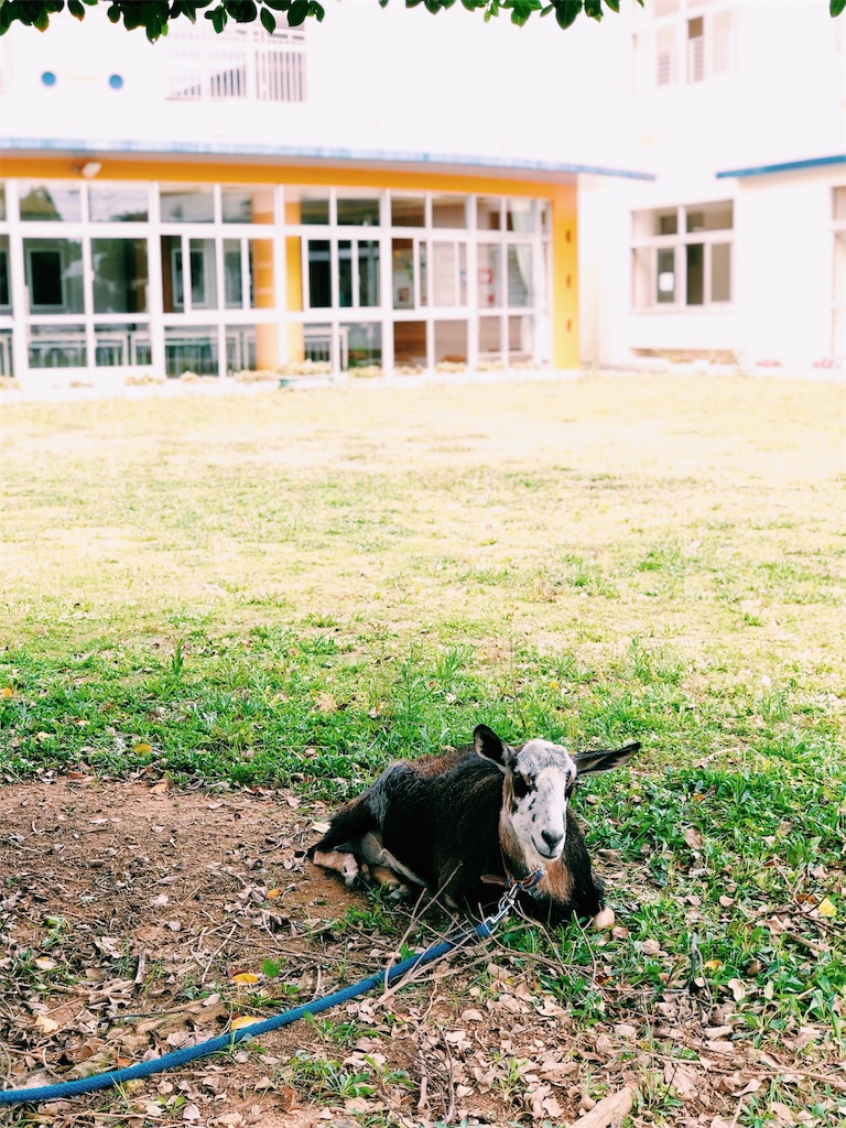 f:id:ciiiro:20190514124105j:image